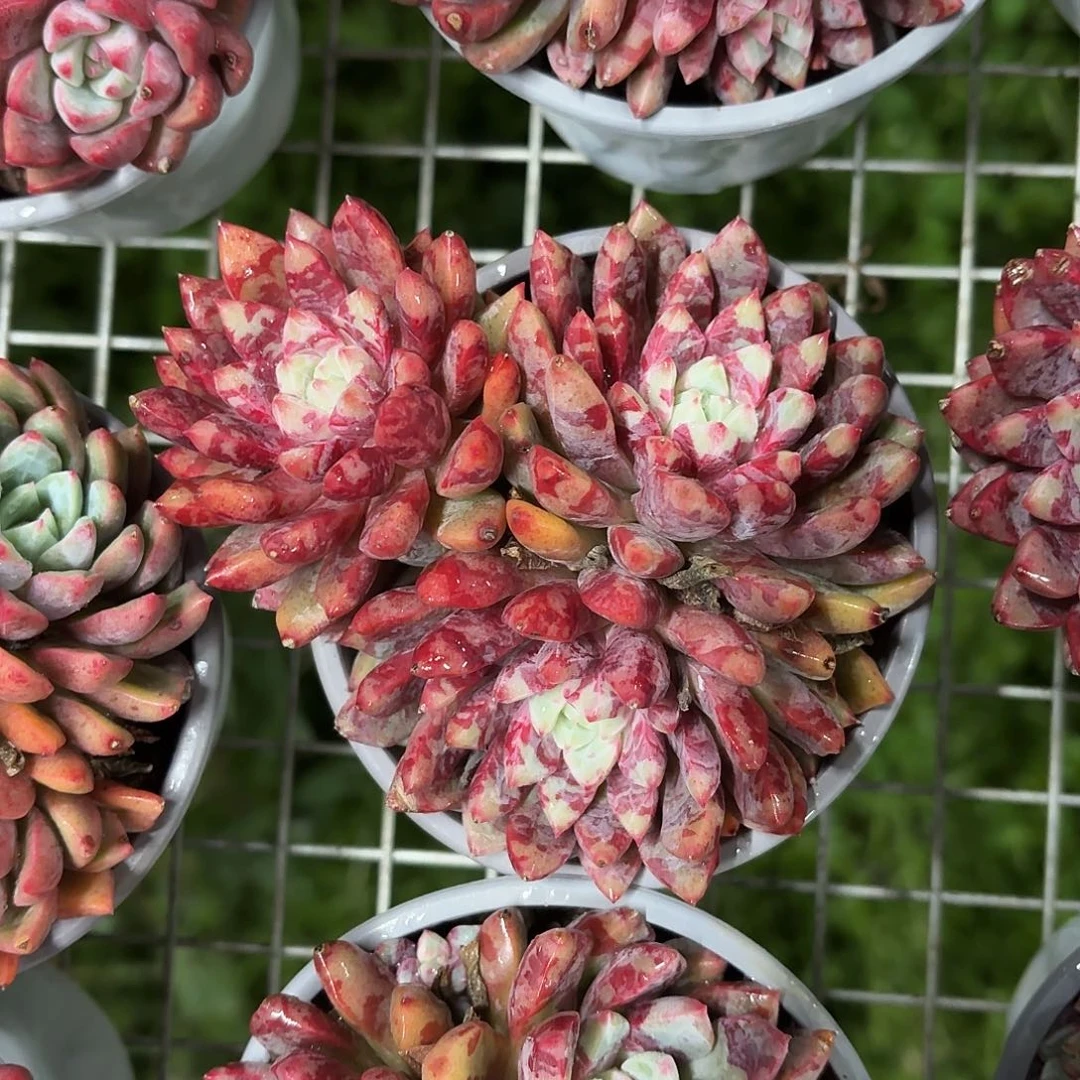 血燕小群9㎝盆参考