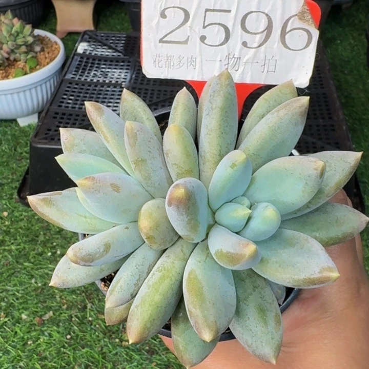 2596多肉植物一物一拍