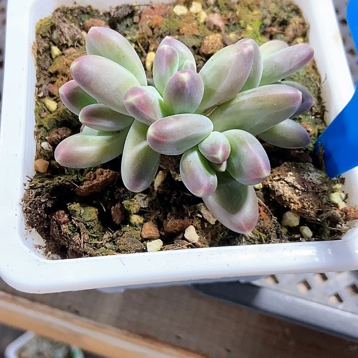 谁****堡多肉植物1009多肉