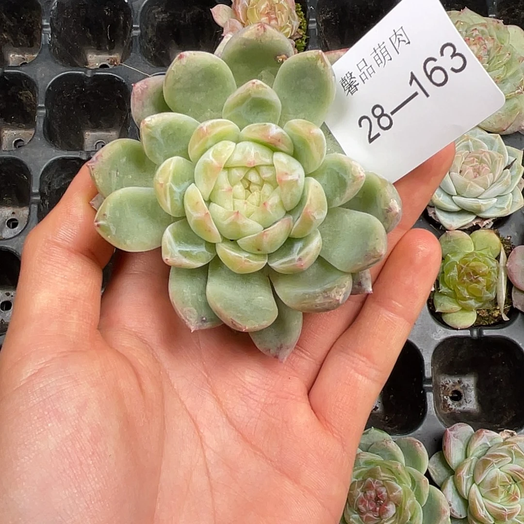 多肉一物一拍28-163