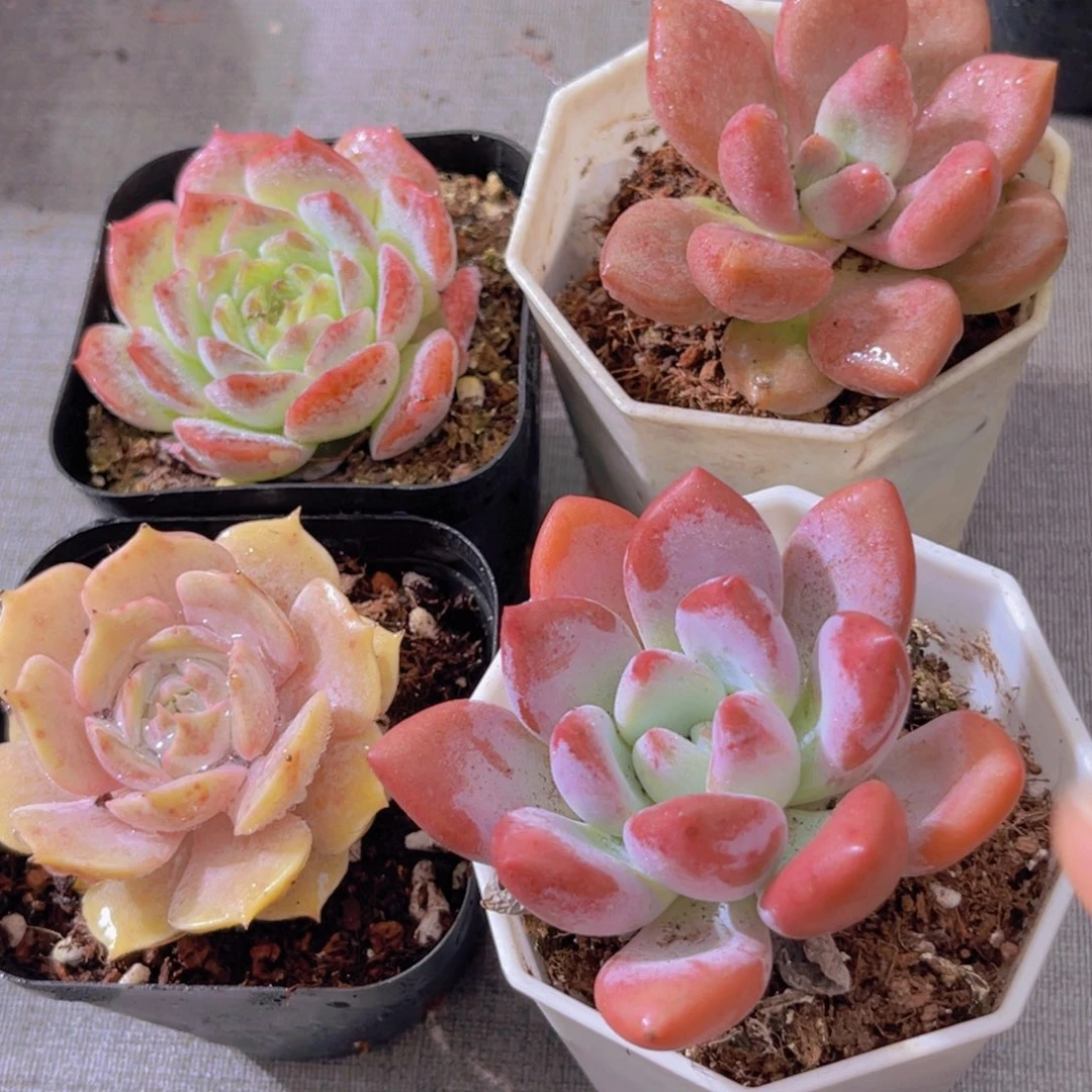 露娜莲。 粉恋。 桃花源。奥普