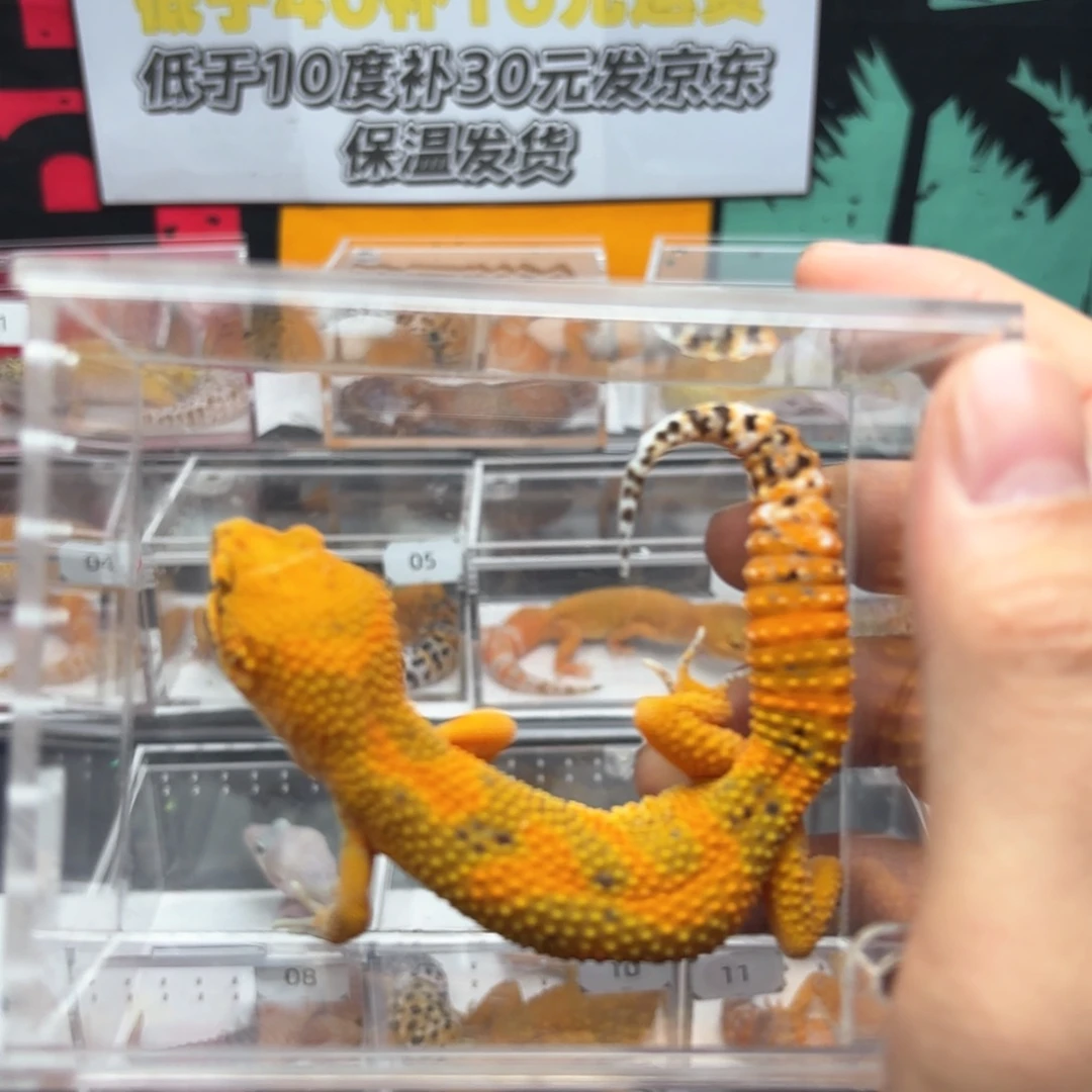 豹纹守宫血翡翠弟弟Y11