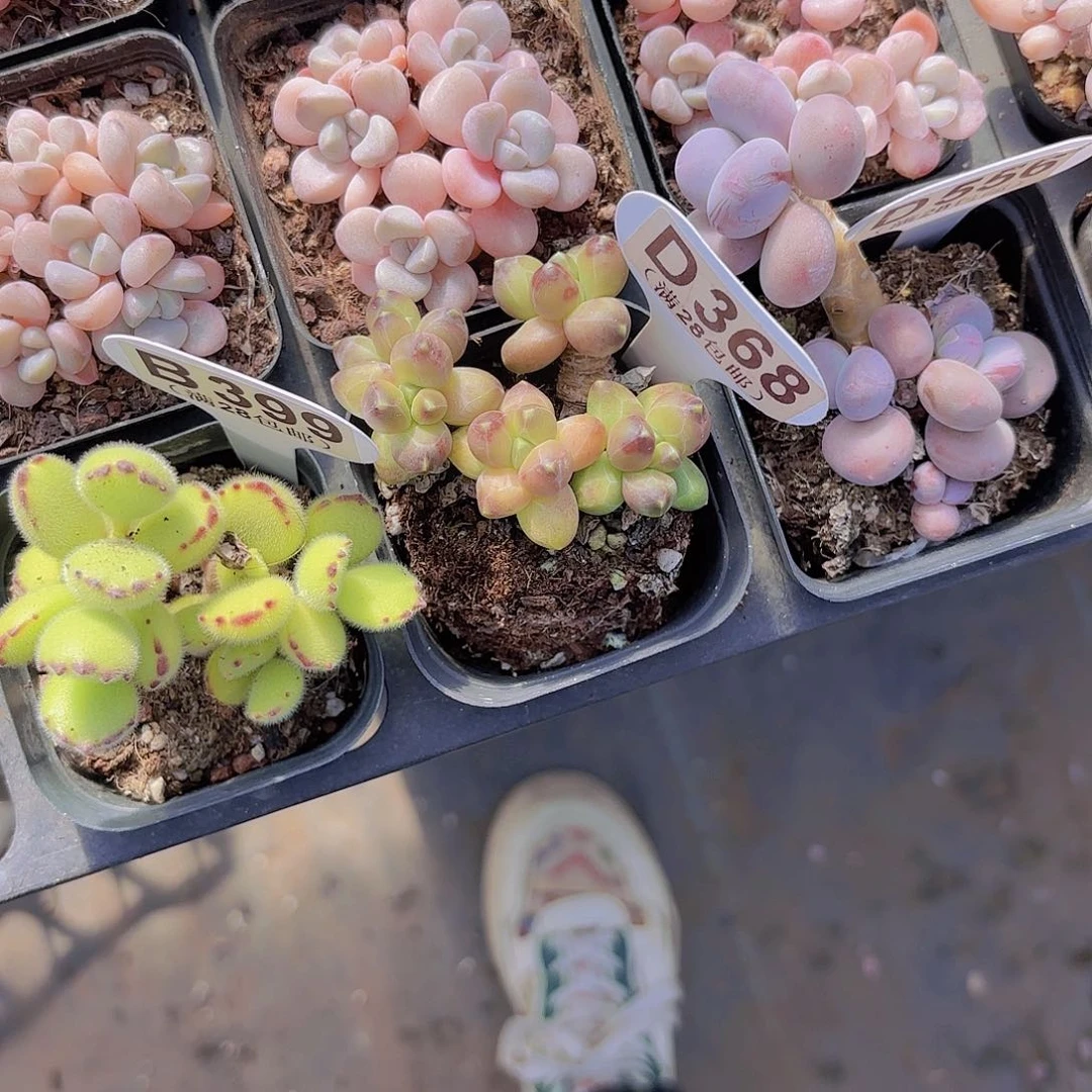 R**yD368千代田一物一拍