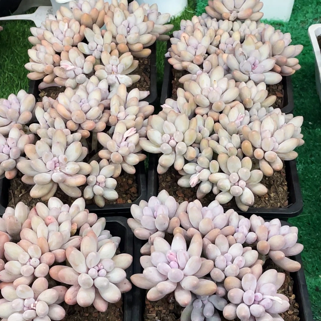 整桩无砍多头大汤圆一颗