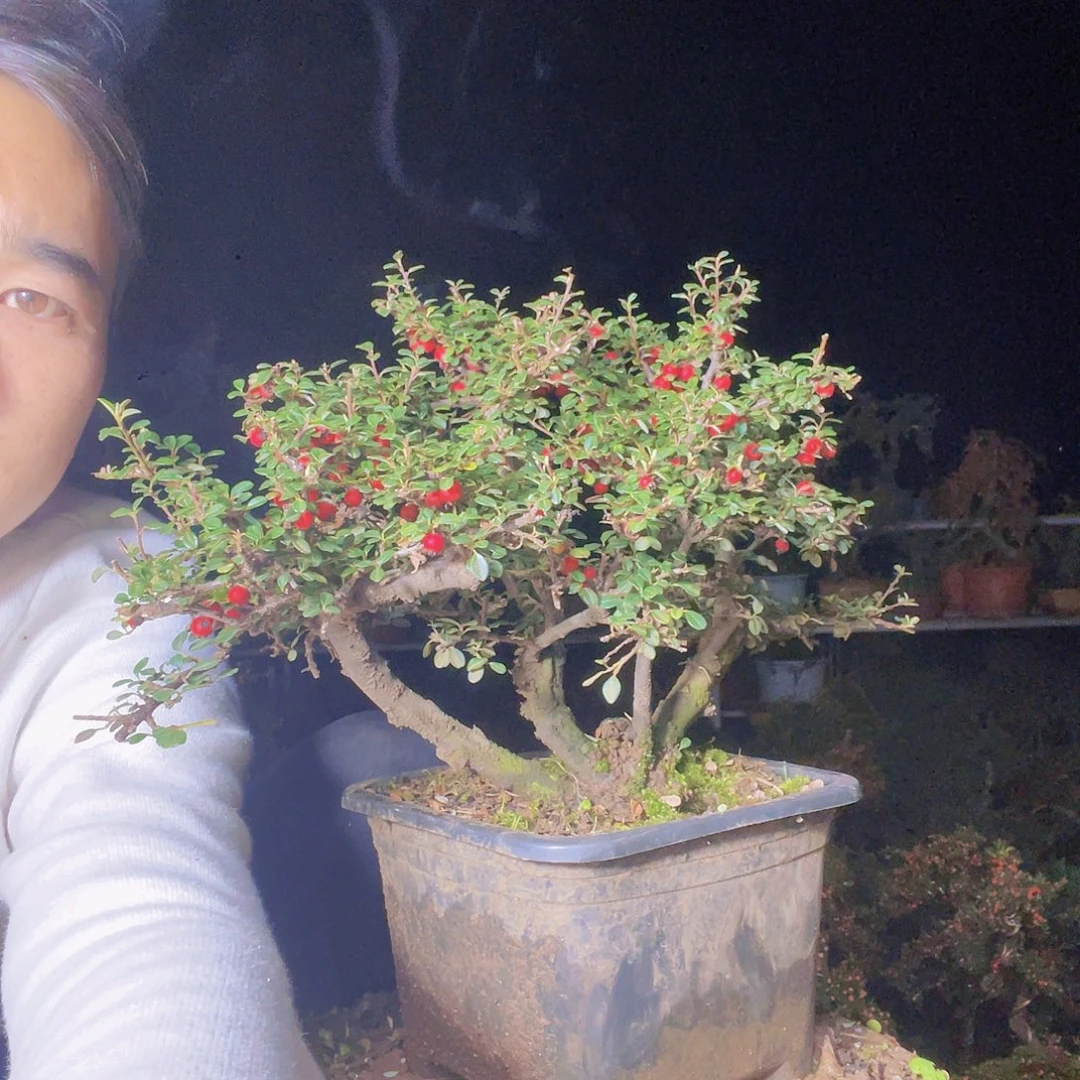 无花朵荀子盆景园区