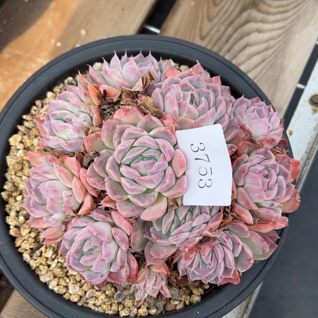 果**台3753多肉多多多多多