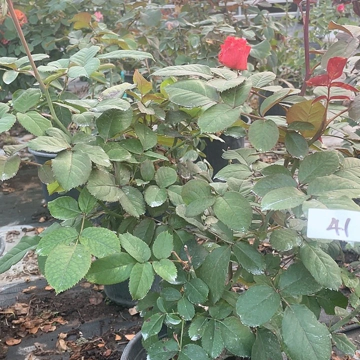 少量花朵（建议范围：2朵-5朵 或40%以下）41嘉奖