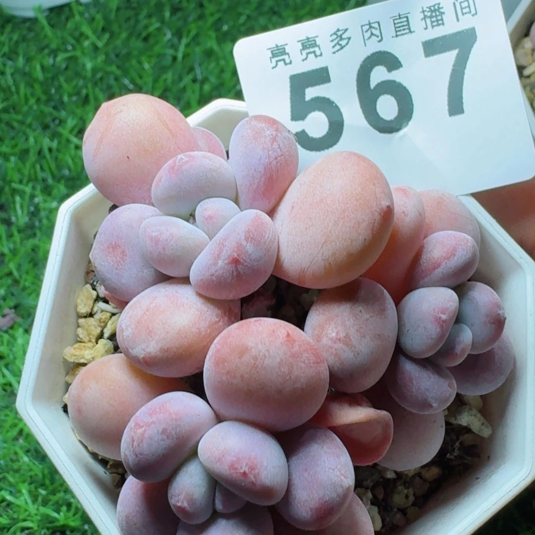 丸叶粉兔      愿你一路坦途，乘风破浪展宏图