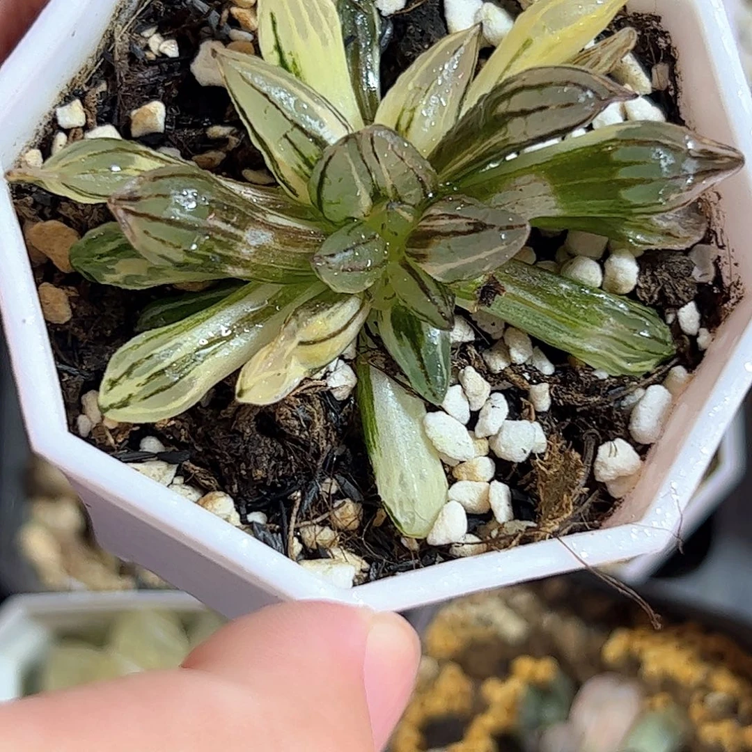 西瓜锦十二卷多肉植物