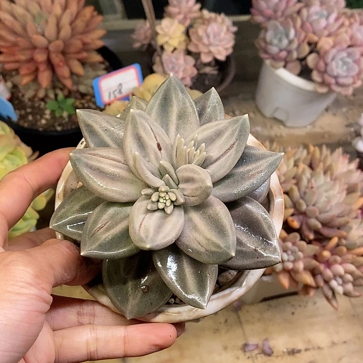 多肉植物一物一拍