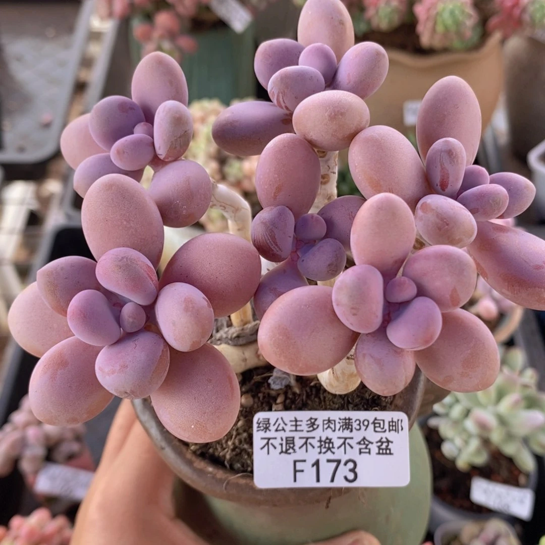 糖果桃蛋老桩10cm173多肉植物