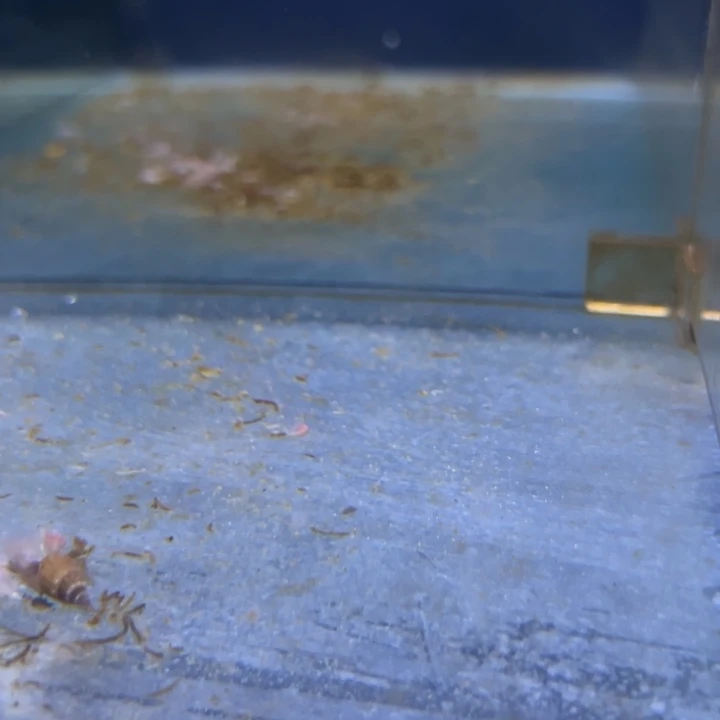 慈鲷鱼三湖慈鲷，热带淡水鱼