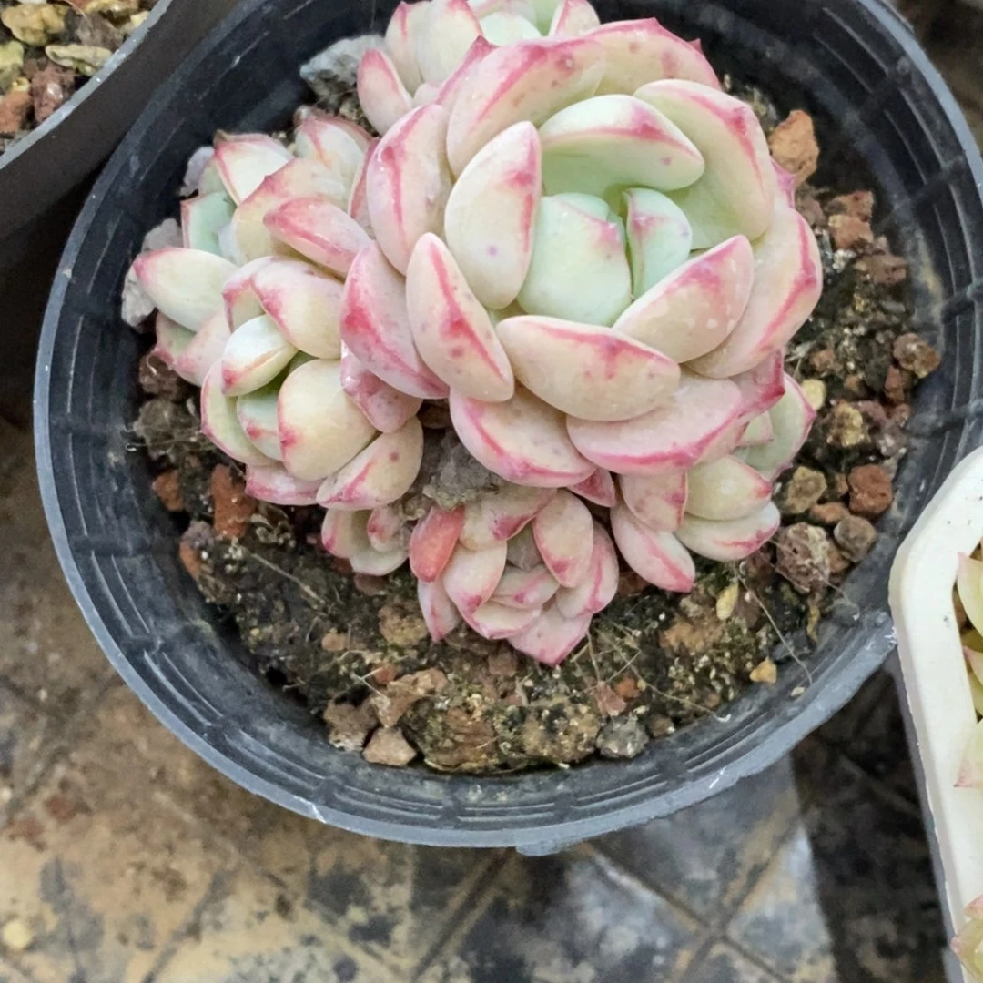 精品多肉一物一拍不包整446