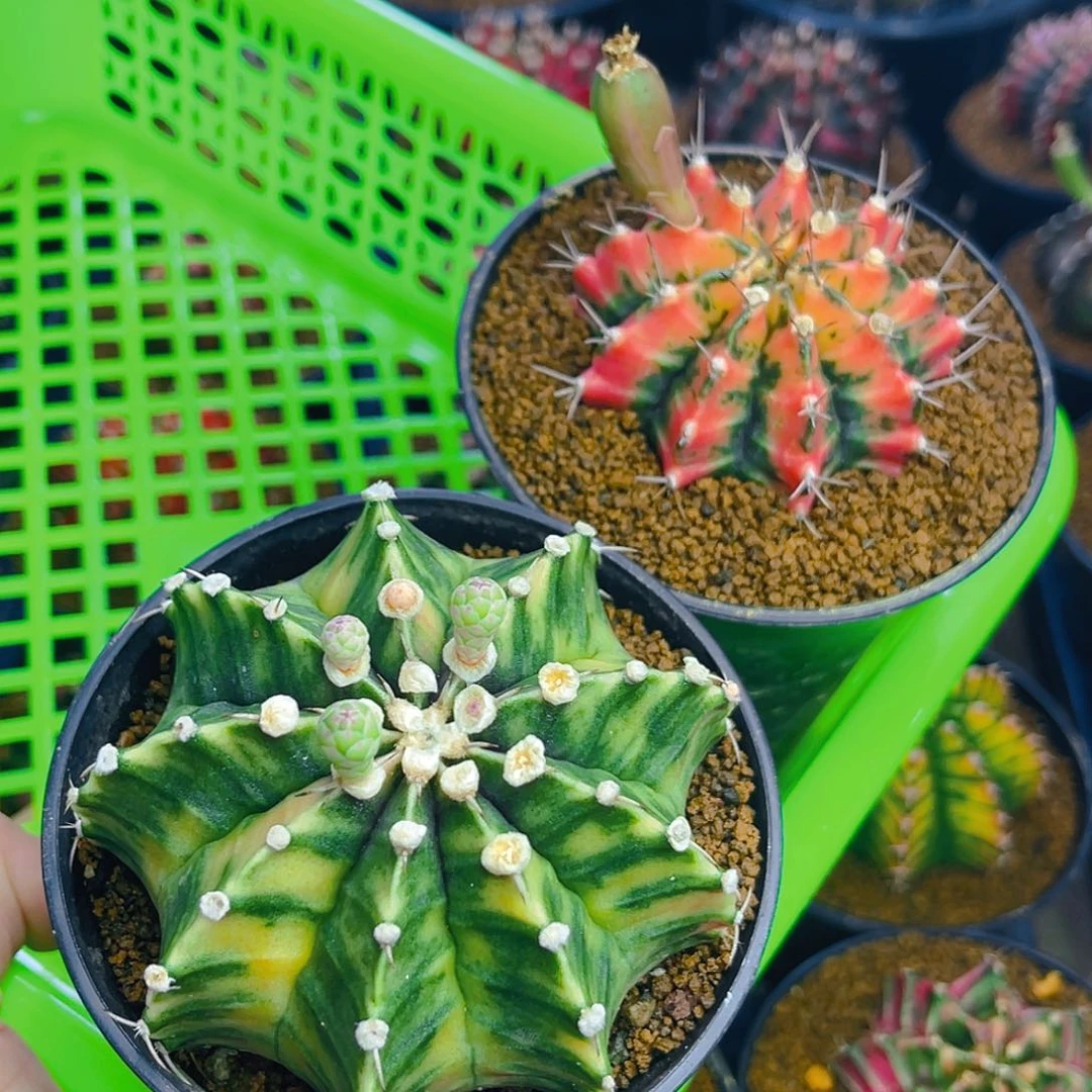 日*星米哈洛维奇 实生 专拍 福利