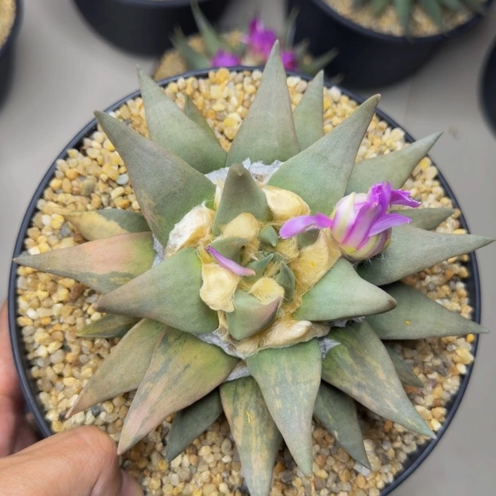 赤花龙牙锦大型种