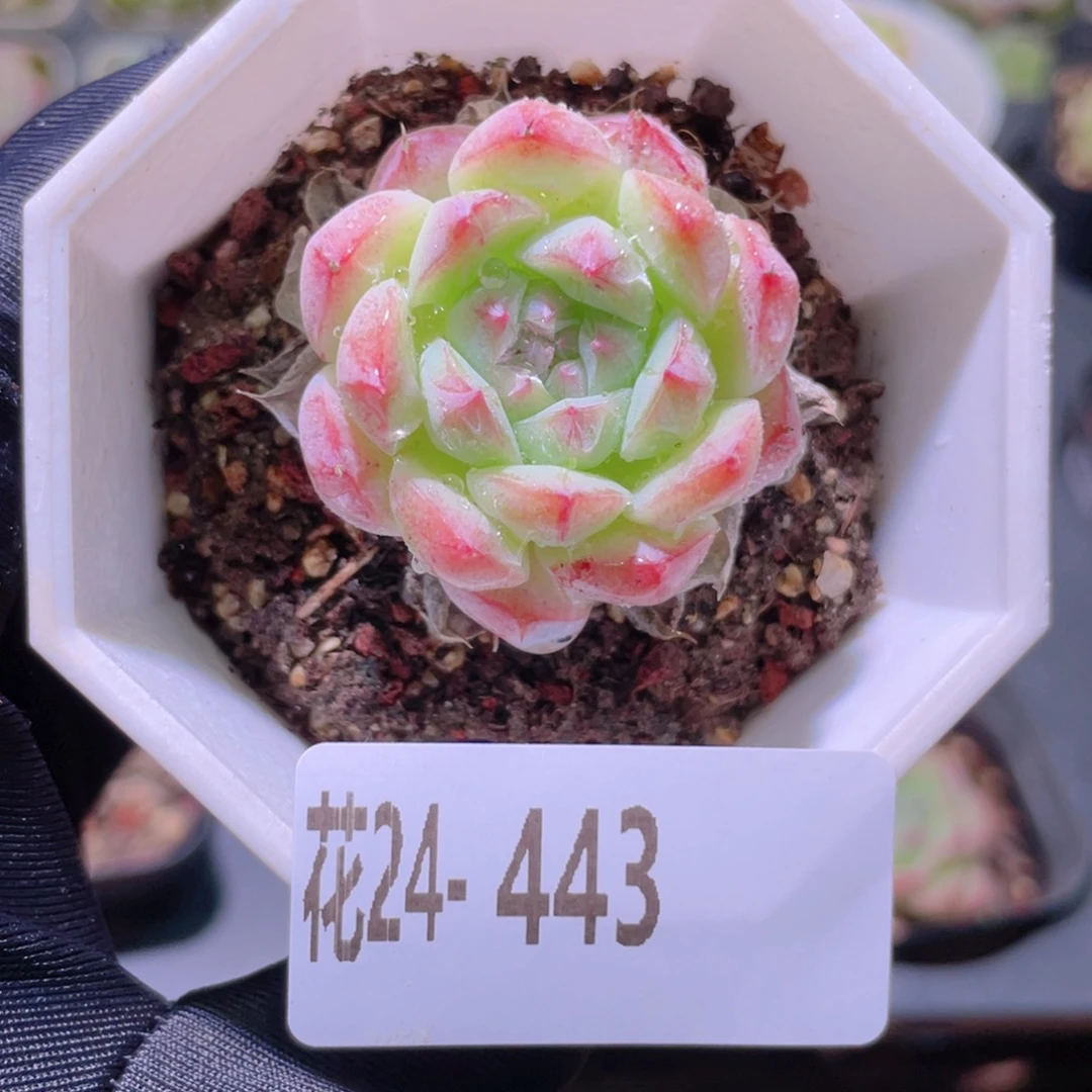 花利美24-443白桃汽水