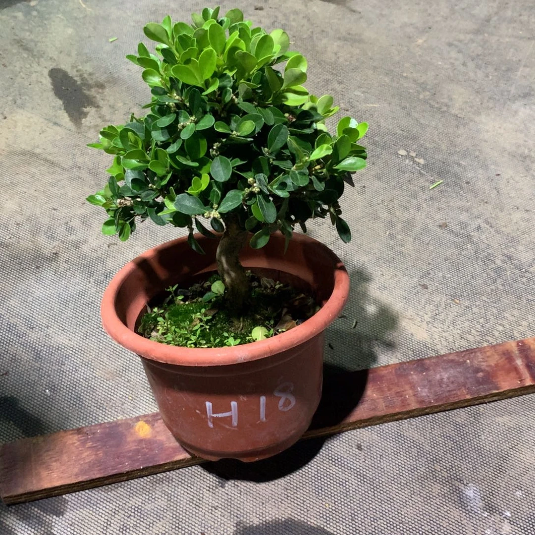 当前无花栽培后可以开花黄杨一盆