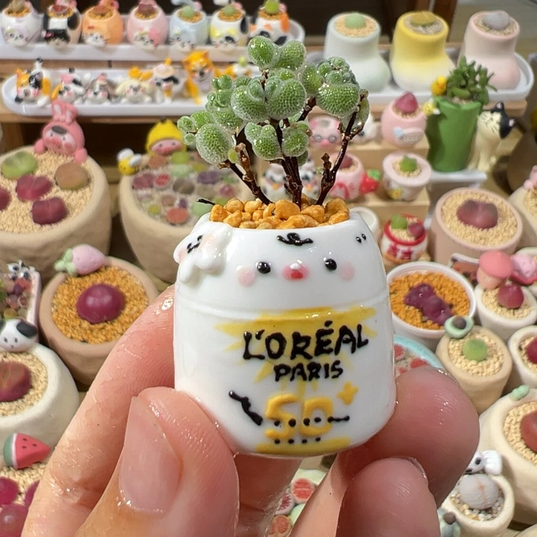 多肉植物19号枝干
