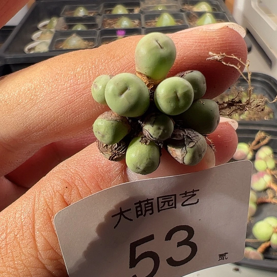 一物一拍。      53