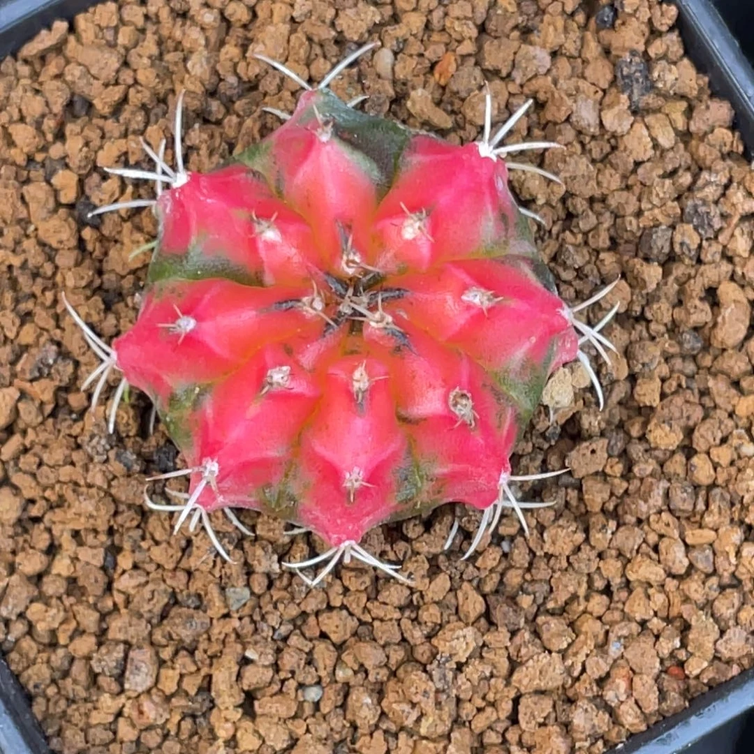 当前无花朵，栽培后可花朵