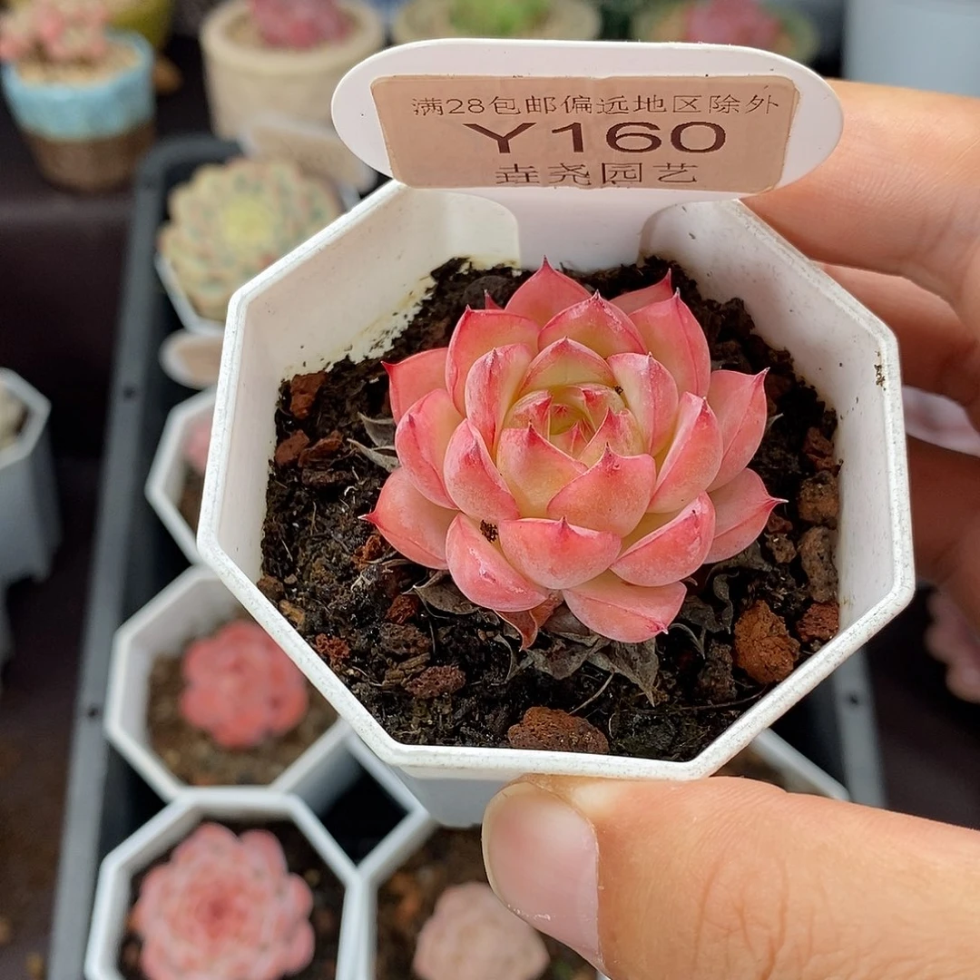 0160 粉水晶 4cm