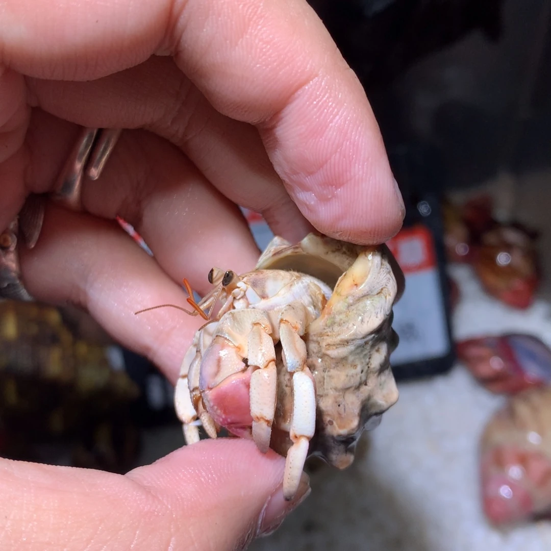 1.8断不退不换，秒拍秒付