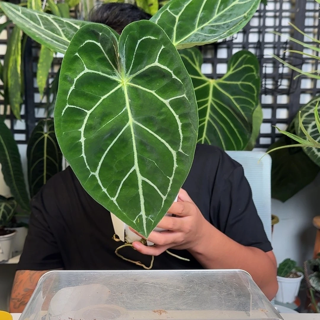 无花朵l*u一物一拍W44