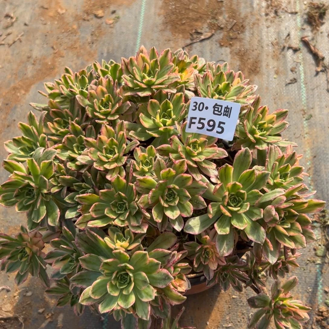 595甜茶多肉法师