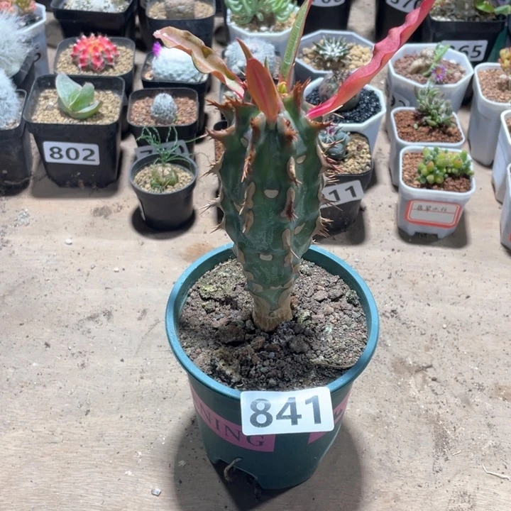 841大喷火龙大戟植物