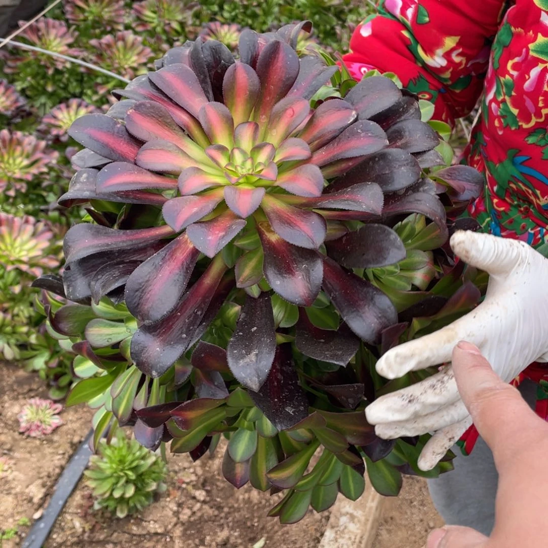 花娜多肉法师断枝不包量
