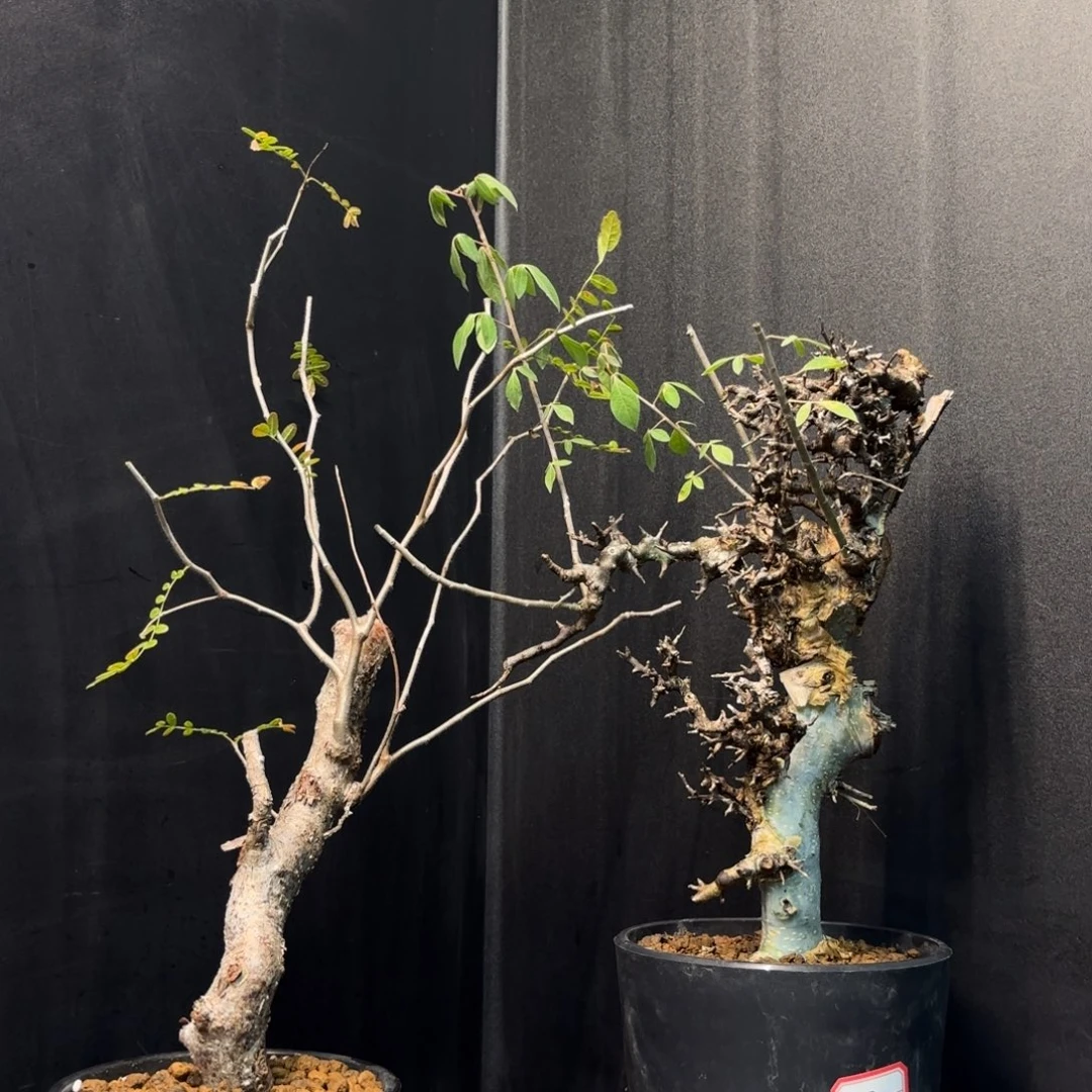 蜘***图坎蓝白皮高压