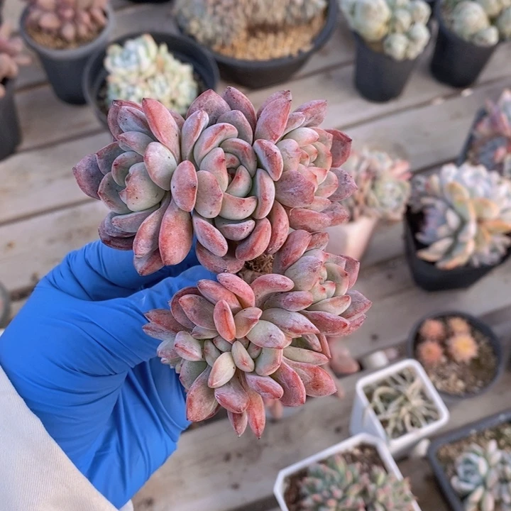 全明星小树群10头