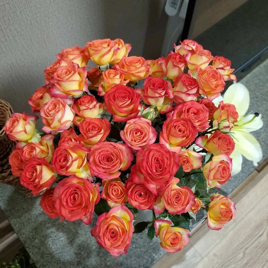 10枝爱丽丝多头玫瑰 (两单发顺丰或京东快递)