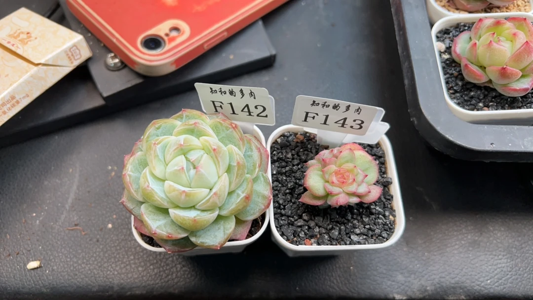 知和的多肉专拍链接