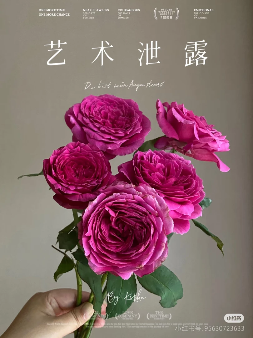 艺术鲤/艺术泄露 超新品切花多季节重复开花大花