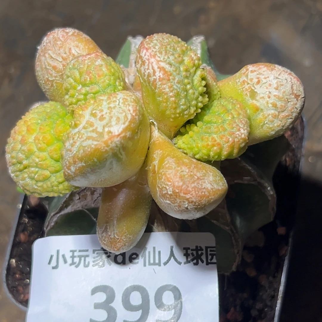 啊***哒399 仙人球的比赛