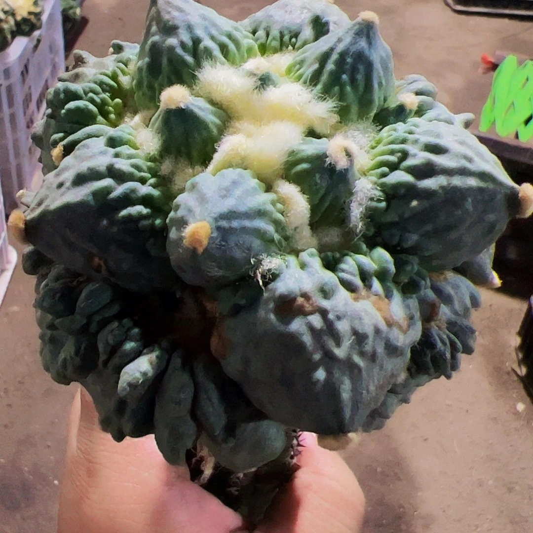 福利蛋尤叉尤怒涛879