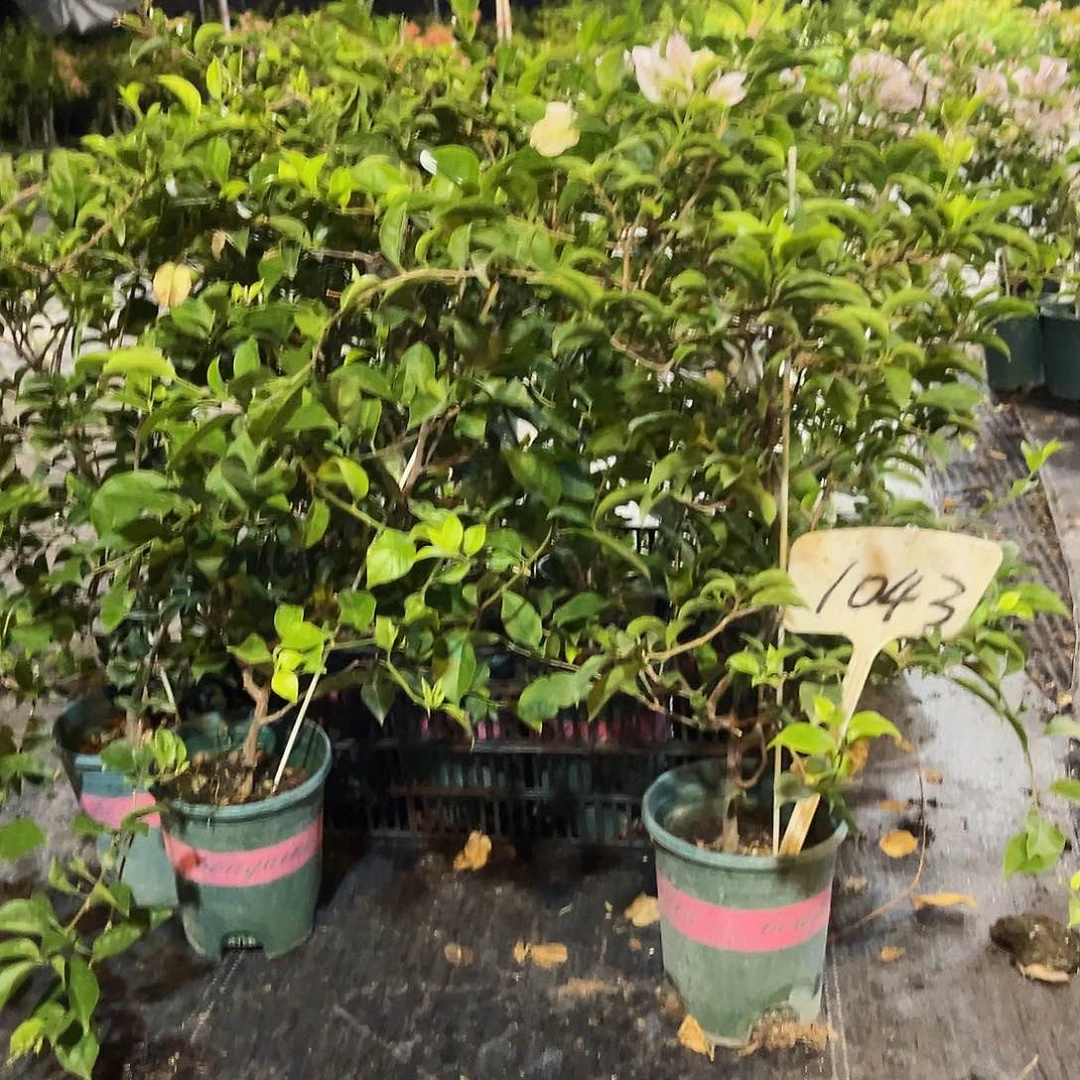 当前无花栽培后可以开花1043伊娃系列一颗