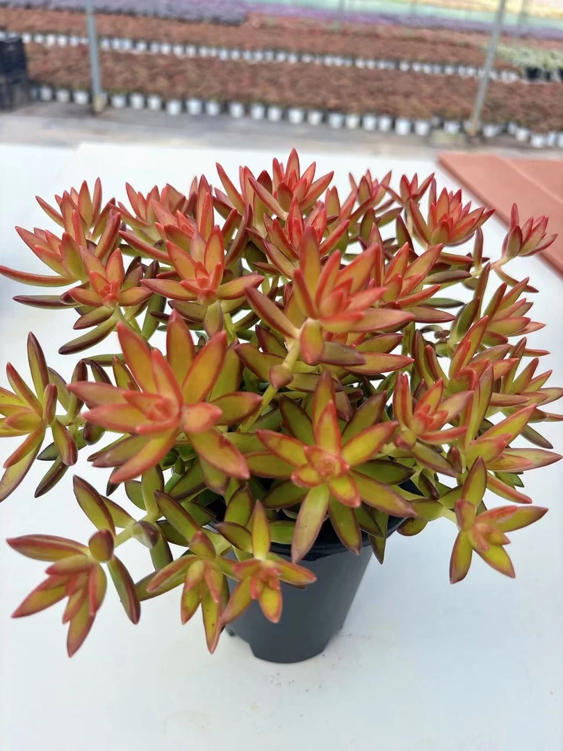 【加州红日】带盆带土发货 云南维维多肉 新手好养  多肉植物