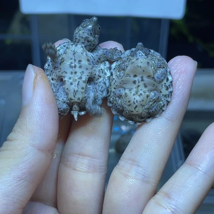 不分公母剃刀龟剃刀苗剃刀苗剃刀苗剃刀