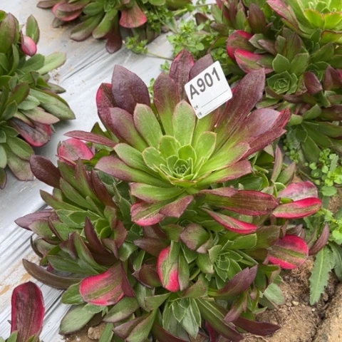 多肉植物荷兰玫瑰锦