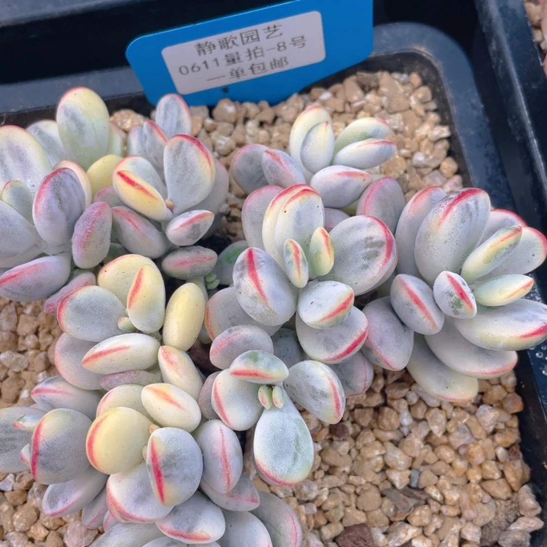 0611-8-乒乓福娘锦大群一颗