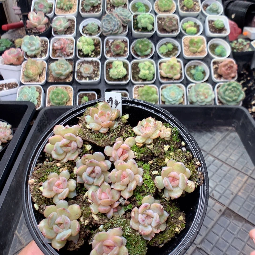 无花朵T80英语英语
