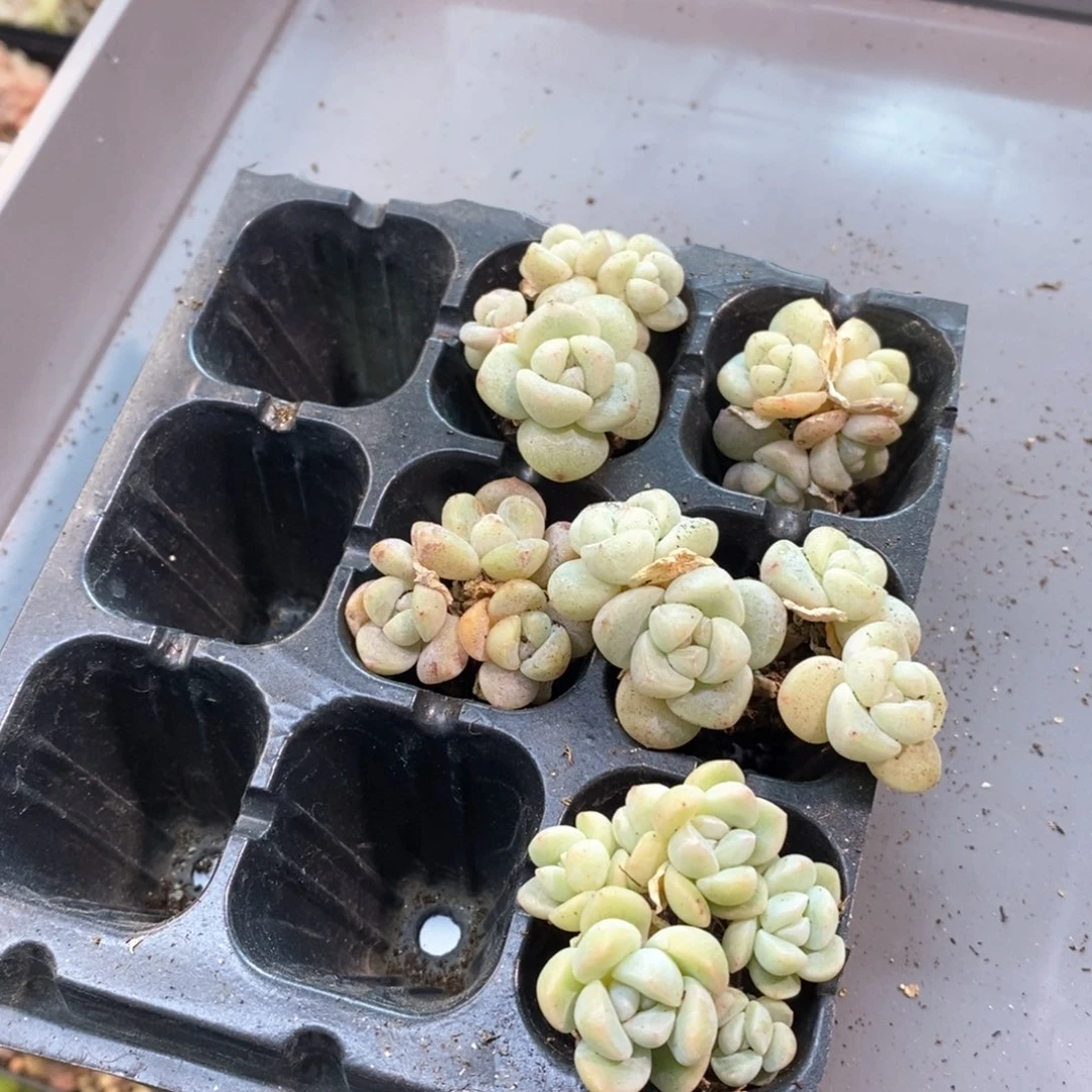 仙*✨仙儿五颗自选冰玉专拍