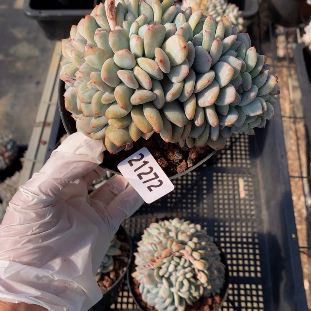 21272朵朵缀嗯嗯