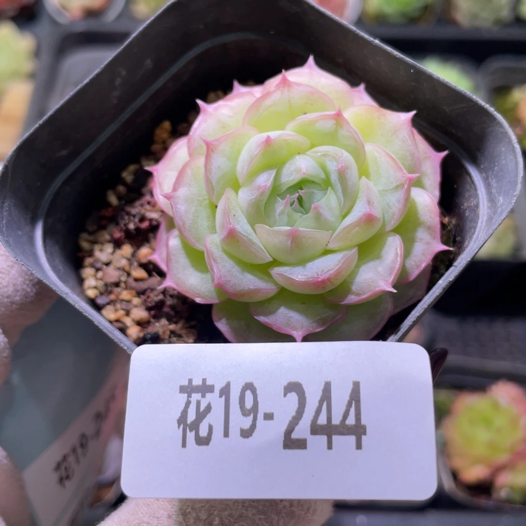 花利美19-244麦秆