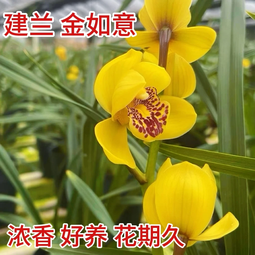 金如意 四季建兰铭品 四季上花苗 浓香型金色荷瓣花