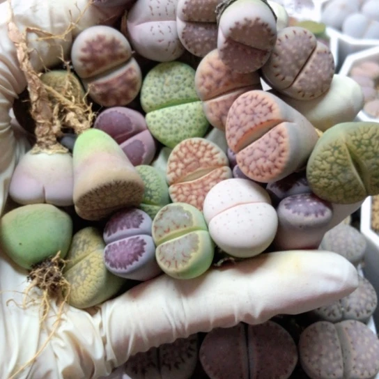 6315下班福利25棵如图