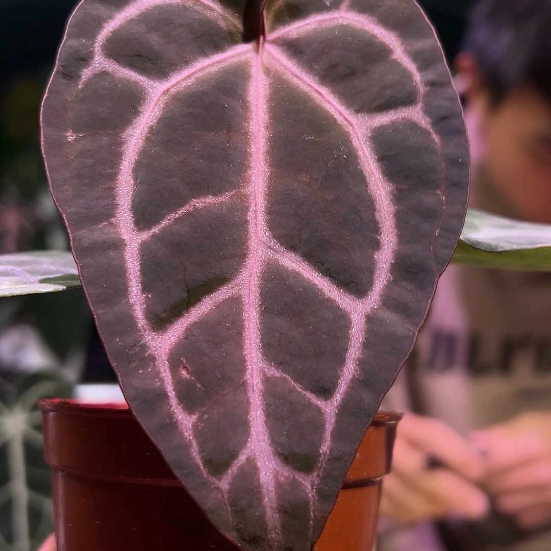 完全开放米歇尔红水晶