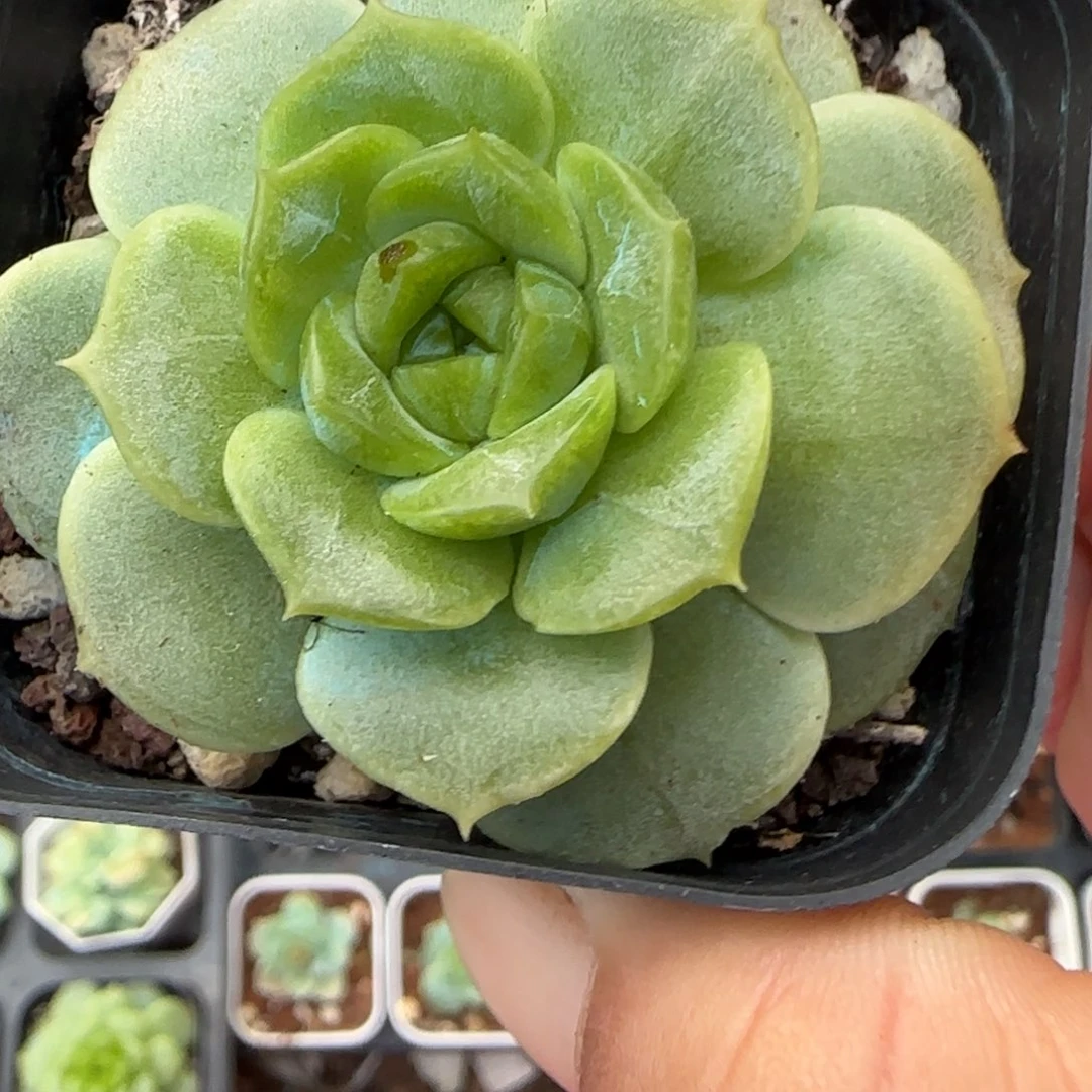 小卡拉米糖心一物一拍